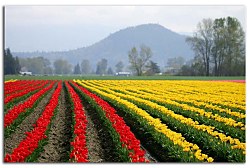 Obraz na stenu ZS - bez pomeru strán